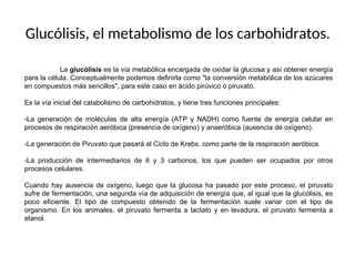 Glucólisis, el metabolismo de los carbohidratos.
La glucólisis es la vía metabólica encargada de oxidar la glucosa y así obtener energía
para la célula. Conceptualmente podemos definirla como "la conversión metabólica de los azúcares
en compuestos más sencillos", para este caso en ácido pirúvico o piruvato.
Es la vía inicial del catabolismo de carbohidratos, y tiene tres funciones principales:
-La generación de moléculas de alta energía (ATP y NADH) como fuente de energía celular en
procesos de respiración aeróbica (presencia de oxígeno) y anaeróbica (ausencia de oxígeno).
-La generación de Piruvato que pasará al Ciclo de Krebs, como parte de la respiración aeróbica.
-La producción de intermediarios de 6 y 3 carbonos, los que pueden ser ocupados por otros
procesos celulares.
Cuando hay ausencia de oxígeno, luego que la glucosa ha pasado por este proceso, el piruvato
sufre de fermentación, una segunda vía de adquisición de energía que, al igual que la glucólisis, es
poco eficiente. El tipo de compuesto obtenido de la fermentación suele variar con el tipo de
organismo. En los animales, el piruvato fermenta a lactato y en levadura, el piruvato fermenta a
etanol.
 