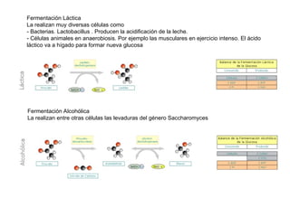 Fermentación Láctica
La realizan muy diversas células como
- Bacterias. Lactobacillus . Producen la acidificación de la leche.
- Células animales en anaerobiosis. Por ejemplo las musculares en ejercicio intenso. El ácido
láctico va a hígado para formar nueva glucosa
Fermentación Alcohólica
La realizan entre otras células las levaduras del género Saccharomyces
 