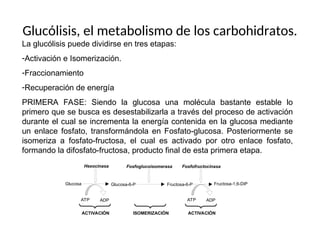 Glucólisis, el metabolismo de los carbohidratos.
La glucólisis puede dividirse en tres etapas:
-Activación e Isomerización.
-Fraccionamiento
-Recuperación de energía
PRIMERA FASE: Siendo la glucosa una molécula bastante estable lo
primero que se busca es desestabilizarla a través del proceso de activación
durante el cual se incrementa la energía contenida en la glucosa mediante
un enlace fosfato, transformándola en Fosfato-glucosa. Posteriormente se
isomeriza a fosfato-fructosa, el cual es activado por otro enlace fosfato,
formando la difosfato-fructosa, producto final de esta primera etapa.
Glucosa
ATP ADP
Hexocinasa
ACTIVACIÓN
Fructosa-6-P Fructosa-1,6-DiP
ATP ADP
Fosfofructocinasa
ACTIVACIÓN
Glucosa-6-P
Fosfoglucoisomerasa
ISOMERIZACIÓN
 
