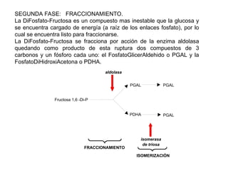 SEGUNDA FASE: FRACCIONAMIENTO.
La DiFosfato-Fructosa es un compuesto mas inestable que la glucosa y
se encuentra cargado de energía (a raíz de los enlaces fosfato), por lo
cual se encuentra listo para fraccionarse.
La DiFosfato-Fructosa se fracciona por acción de la enzima aldolasa
quedando como producto de esta ruptura dos compuestos de 3
carbonos y un fósforo cada uno: el FosfatoGlicerAldehido o PGAL y la
FosfatoDiHidroxiAcetona o PDHA.
aldolasa
isomerasa
de triosa
ISOMERIZACIÓN
Fructosa 1,6 -Di-P
PGAL
PDHA PGAL
PGAL
FRACCIONAMIENTO
 