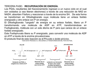 TERCERA FASE: RECUPERACIÓN DE ENERGÍA.
Los PGAL resultantes del fraccionamiento ingresan a un nuevo ciclo en el cual
son oxidados (o sea liberan electrones) a través de una reducción de NAD en
NADH, absorben Fósforo y reaccionan a través de la enzima SH. De esta forma
se transforman en Difosfoglicerato cuya molécula tiene un enlace fosfato
energizado y otro enlace con P sin energía.
El Difosfoglicerato "cargado" de energía en su enlace fosfato, libera un P
transformando una molécula de ADP en ATP, transformándose en
Fosfoglicerato, molécula con un solo átomo de P pero que carece de un enlace
fosfato energizado.
Este Fosfopiruvato libera su P energizado, para convertir una molécula de ADP
en ATP a través de la enzima piruvatocinasa.
El producto final de esta reacción es el Piruvato o ácido pirúvico.
PGAL
NAD NADH
Enz SH
Pi
Oxidación del PGAL y
cargado de un átomo de P
DiFosfoglicerato 1,3
ADP ATP
liberación de un
enlace fosfato
para formar ATP
Fosfoglicerato
H2O
oxidación con formación
de agua, para cargar
el enlace de fósforo y
formar un enlace fosfato
Fosfopiruvato Piruvato
ADP ATP
piruvatocinasa
liberación de un
enlace fosfato
para formar ATP
TODO ESTE PROCESO X 2, RECUERDE LA TRANSFORMACIÓN DEL FDHA EN PGAL
 