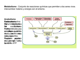 Anabolismo
Parte constructiva
del metabolismo
Se forman
moléculas
complejas a partir
de moléculas
más sencillas.
Requiere aporte
de energía en
forma de ATP
Catabolismo
Parte destructiva
del metabolismo
Forma moléculas
sencillas a partir de
moléculas más
complejas.
Pueden producir
energía en forma
de ATP
Metabolismo : Conjunto de reacciones químicas que permiten a los seres vivos
intercambiar materia y energía con el entorno.
 