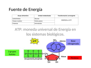 Fuente de Energía
ATP: moneda universal de Energía en
los sistemas biológicos.
Grupo alimenticio Unidad metabolizada Transformación convergente
Carbohidratos Glucosa
ENERGÍA en ATP
Grasas (Lípidos) Ácidos grasos
Proteínas Aminoácidos
Base
nitrogenada
Pentosa
3 grupos
fosfato
 