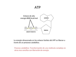 ATP
RIBOSA
P
P P
ADENINA
GRUPO FOSFATO
enlaces de alta energía
8000 kcal/mol P
Enlaces de alta
energía 8000 kcal/mol
La energía almacenada en los enlaces fosfato del ATP se liberan a
través de un procesos catabólico.
Proceso catabólico: Transformación de una molécula compleja en
otras mas sencillas con liberación de energía.
 