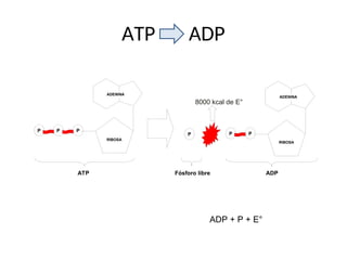 ATP ADP
RIBOSA
P
P P
ADENINA
ATP
RIBOSA
P
P P
ADENINA
8000 kcal de E°
Fósforo libre ADP
ADP + P + E°
 