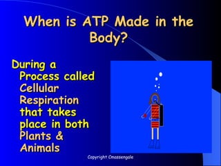 When is ATP Made in the
When is ATP Made in the
Body?
Body?
During a
During a
Process called
Process called
Cellular
Cellular
Respiration
Respiration
that takes
that takes
place in both
place in both
Plants &
Plants &
Animals
Animals
Copyright Cmassengale
 