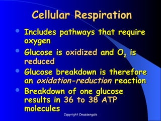 Cellular Respiration
Cellular Respiration
 Includes pathways that require
Includes pathways that require
oxygen
oxygen
 Glucose is
Glucose is oxidized
oxidized and O
and O2
2 is
is
reduced
reduced
 Glucose breakdown is therefore
Glucose breakdown is therefore
an
an oxidation-reduction
oxidation-reduction reaction
reaction
 Breakdown of one glucose
Breakdown of one glucose
results in
results in 36 to 38 ATP
36 to 38 ATP
molecules
molecules
Copyright Cmassengale
 