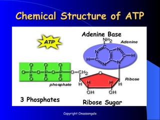 Chemical Structure of ATP
Chemical Structure of ATP
3 Phosphates Ribose Sugar
Adenine Base
Copyright Cmassengale
 