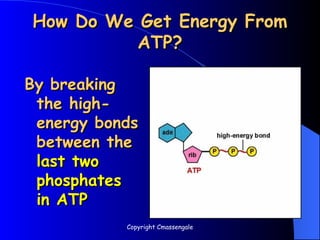 How Do We Get Energy From
How Do We Get Energy From
ATP?
ATP?
By breaking
By breaking
the high-
the high-
energy bonds
energy bonds
between the
between the
last two
last two
phosphates
phosphates
in ATP
in ATP
Copyright Cmassengale
 