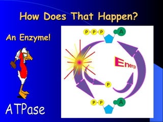 How Does That Happen?
How Does That Happen?
An Enzyme!
An Enzyme!
Copyright Cmassengale
 