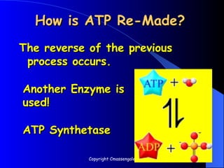 How is ATP Re-Made?
How is ATP Re-Made?
The reverse of the previous
The reverse of the previous
process occurs.
process occurs.
Another Enzyme is
Another Enzyme is
used!
used!
ATP Synthetase
ATP Synthetase
Copyright Cmassengale
 