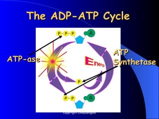 The ADP-ATP Cycle
The ADP-ATP Cycle
ATP-ase
ATP-ase
ATP
ATP
Synthetase
Synthetase
Copyright Cmassengale
 