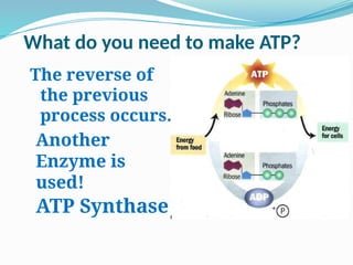 The ATP-ADP cycle is the continuous, reversible process of cells ...