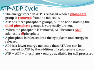 The ATP-ADP cycle is the continuous, reversible process of cells ...