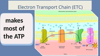ATP-ADP-PRESENTATION gENERAL BIOLOGY (1).pptx