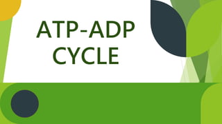 ATP-ADP
CYCLE
 