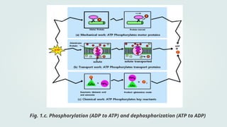 General Biology 1_The ATP-ADP Cycle.pptx