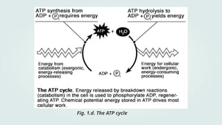 General Biology 1_The ATP-ADP Cycle.pptx