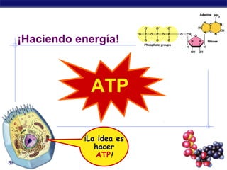 ¡Trasformando energía!

ATP
¡La idea es
sintetizar
ATP!
SFC

2007-2008

 