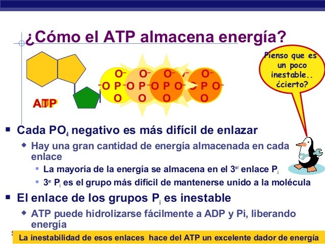 El ATP: transformaciones de energía El ATP: transformaciones de energía