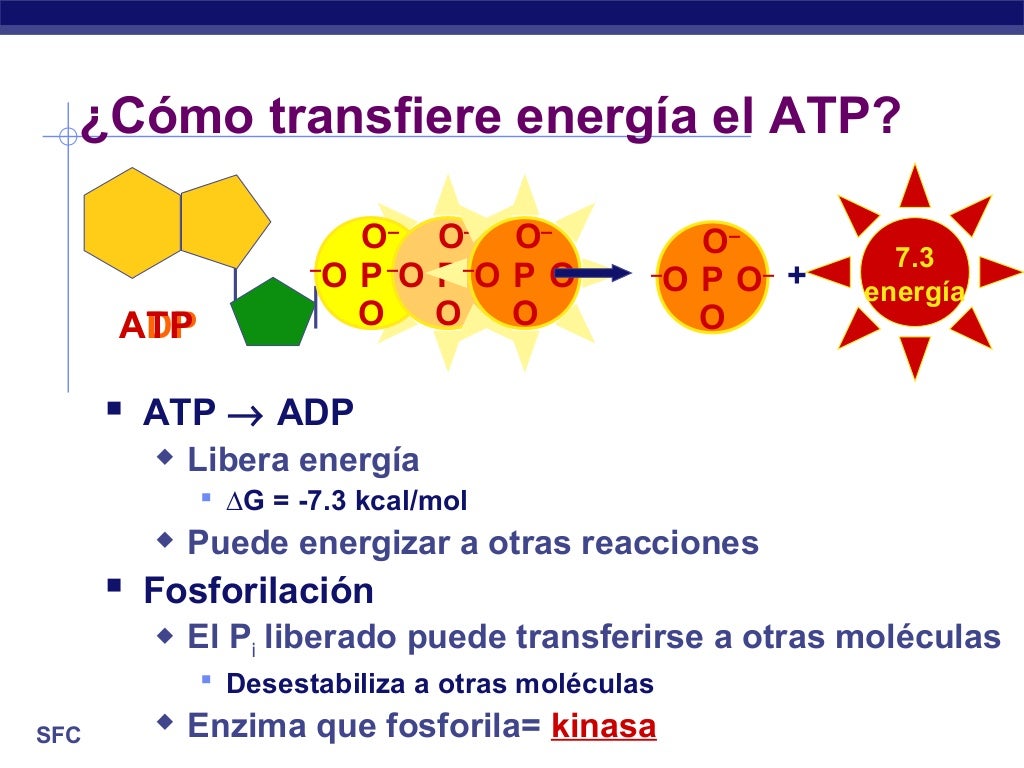 El ATP transformaciones de energía