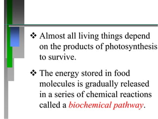  Almost all living things depend
on the products of photosynthesis
to survive.
 The energy stored in food
molecules is gradually released
in a series of chemical reactions
called a biochemical pathway.
 