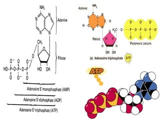 Atp And Electron Transport Chain | PPT