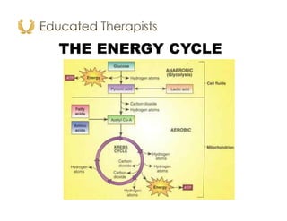THE ENERGY CYCLE
 