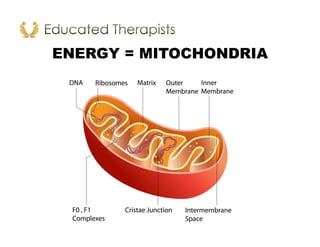 ENERGY = MITOCHONDRIA
 