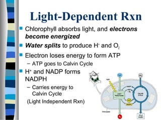 ATP, Photosynthesis, and Cellular Respiration | PPT