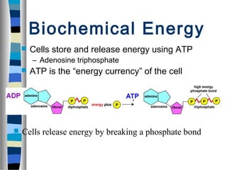 ATP, Photosynthesis, and Cellular Respiration | PPT