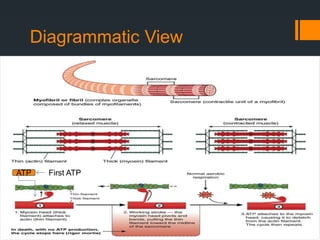 Role of ATP in Bioenergetics | PPTX