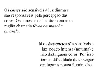 Os cones são sensíveis a luz diurna e
são responsáveis pela percepção das
cores. Os cones se concentram em uma
região chamada fóvea ou mancha
amarela.
Já os bastonetes são sensíveis a
luz pouco intensa (noturna) e
não distinguem cores. Por isso
temos dificuldade de enxergar
em lugares pouco iluminados.

 