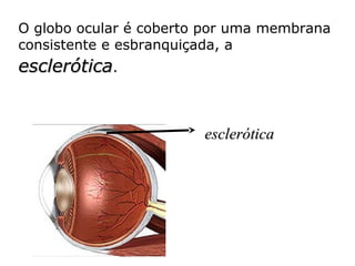 O globo ocular é coberto por uma membrana
consistente e esbranquiçada, a

esclerótica.

esclerótica

 