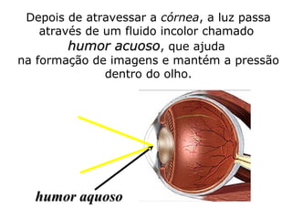 Depois de atravessar a córnea, a luz passa
através de um fluido incolor chamado
humor acuoso, que ajuda
na formação de imagens e mantém a pressão
dentro do olho.

humor aquoso

 