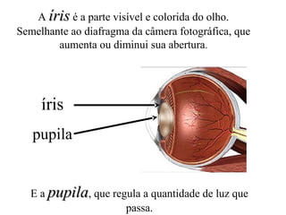 A íris é a parte visível e colorida do olho.
Semelhante ao diafragma da câmera fotográfica, que
aumenta ou diminui sua abertura.

íris
pupila

E a pupila, que regula a quantidade de luz que
passa.

 