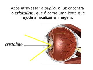 Após atravessar a pupila, a luz encontra
o cristalino, que é como uma lente que
ajuda a focalizar a imagem.

cristalino

 
