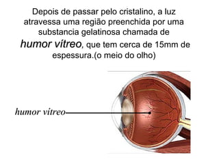 Depois de passar pelo cristalino, a luz
atravessa uma região preenchida por uma
substancia gelatinosa chamada de
humor vítreo, que tem cerca de 15mm de
espessura.(o meio do olho)

humor vítreo

 