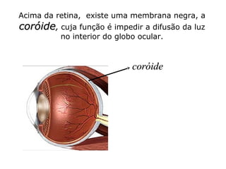Acima da retina, existe uma membrana negra, a

coróide, cuja função é impedir a difusão da luz
no interior do globo ocular.

coróide

 