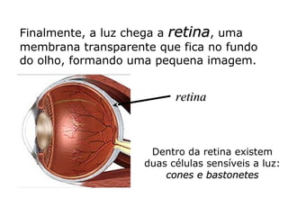 Finalmente, a luz chega a retina, uma
membrana transparente que fica no fundo
do olho, formando uma pequena imagem.

retina

Dentro da retina existem
duas células sensíveis a luz:
cones e bastonetes

 