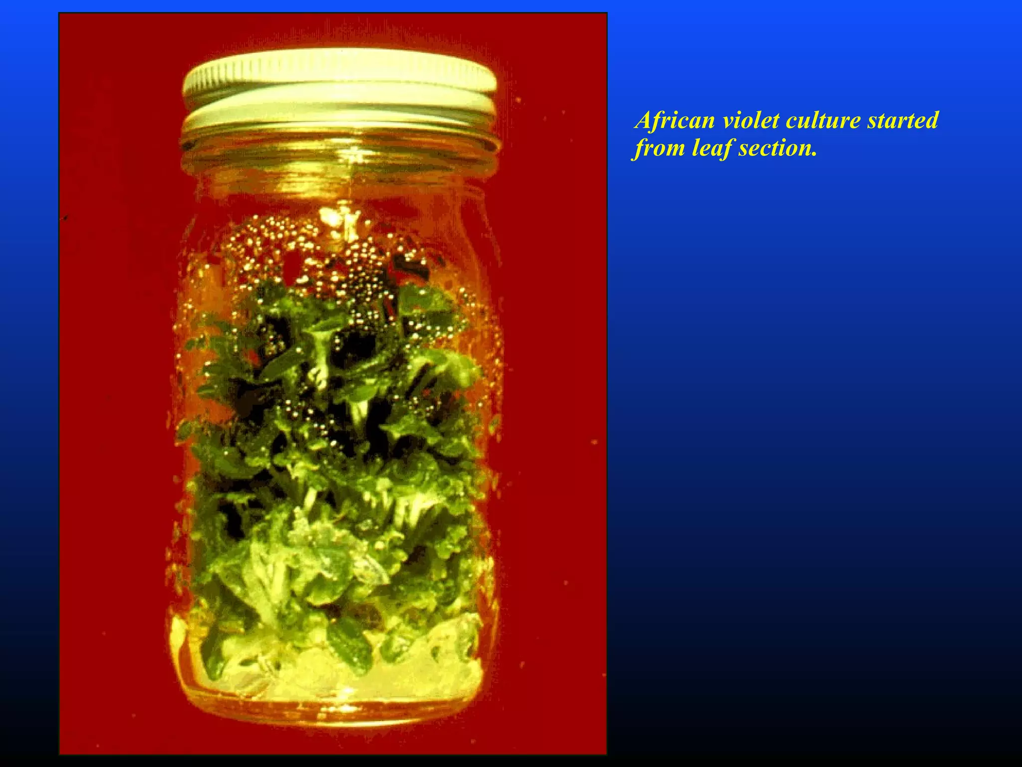 African violet culture started
from leaf section.
 