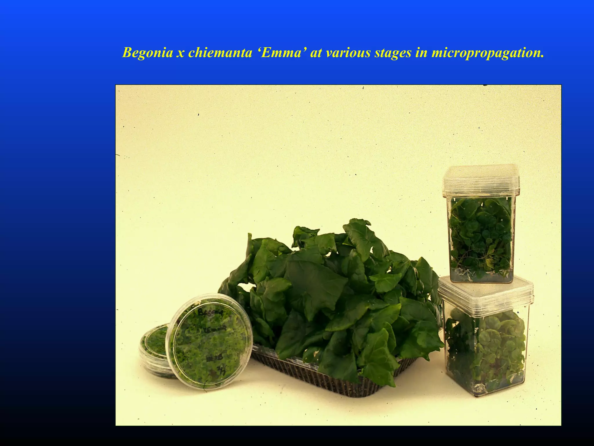 Begonia x chiemanta ‘Emma’ at various stages in micropropagation.
 