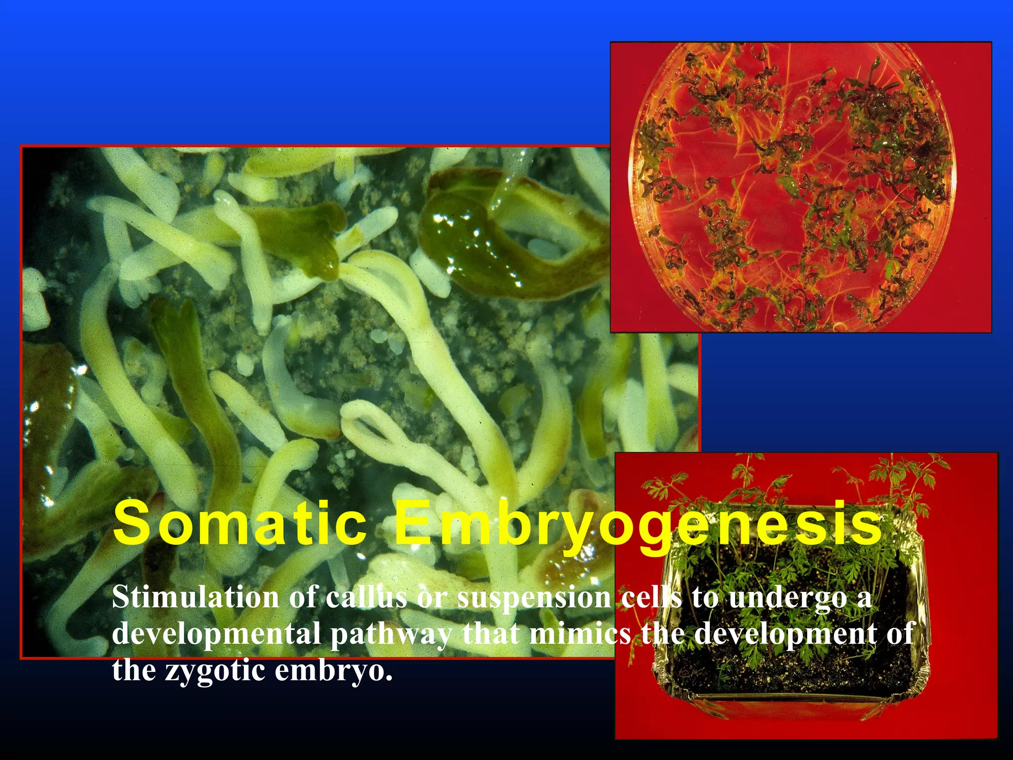 Somatic Embryogenesis
Stimulation of callus or suspension cells to undergo a
developmental pathway that mimics the development of
the zygotic embryo.
 