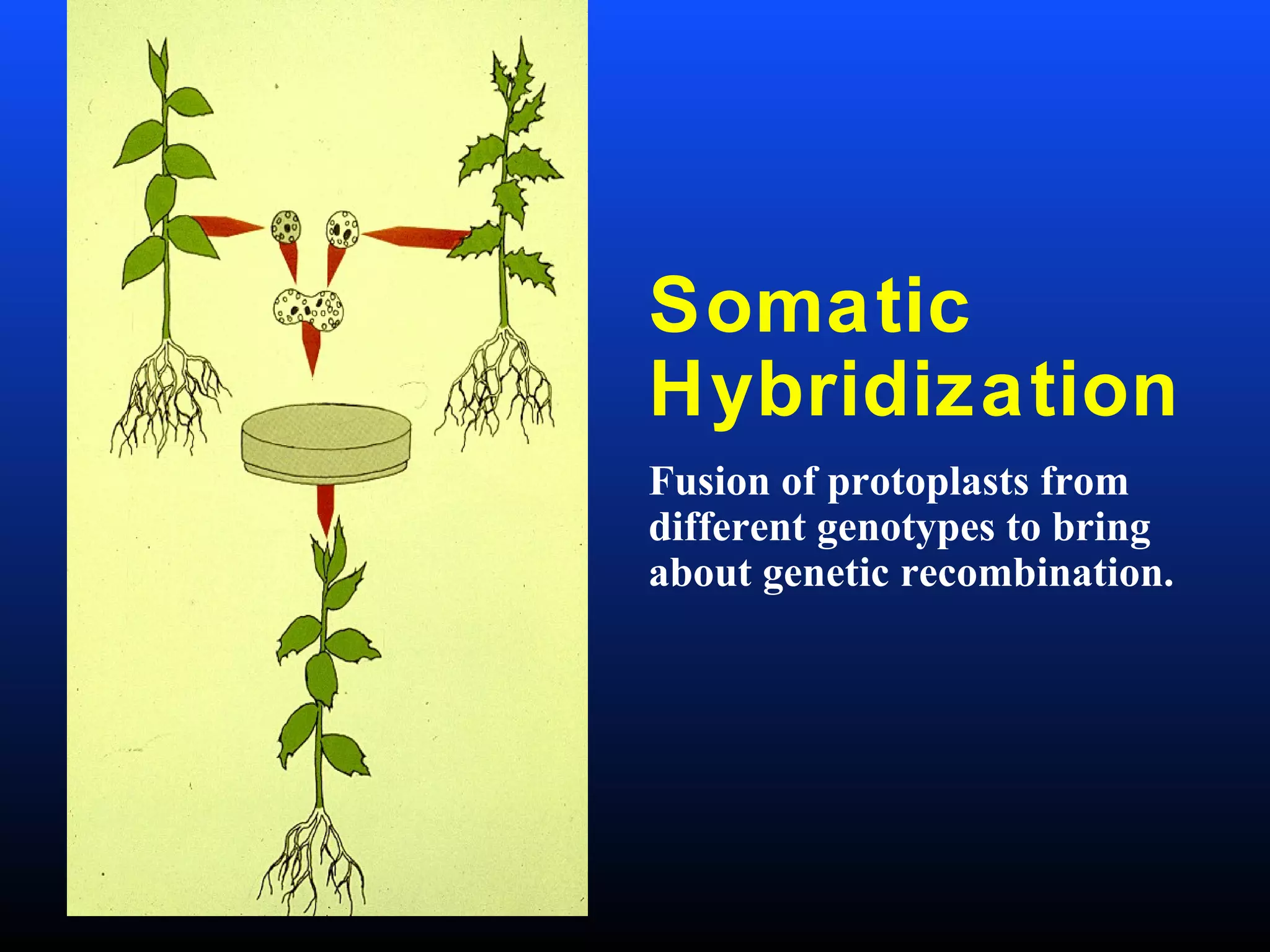 Somatic
Hybridization
Fusion of protoplasts from
different genotypes to bring
about genetic recombination.
 
