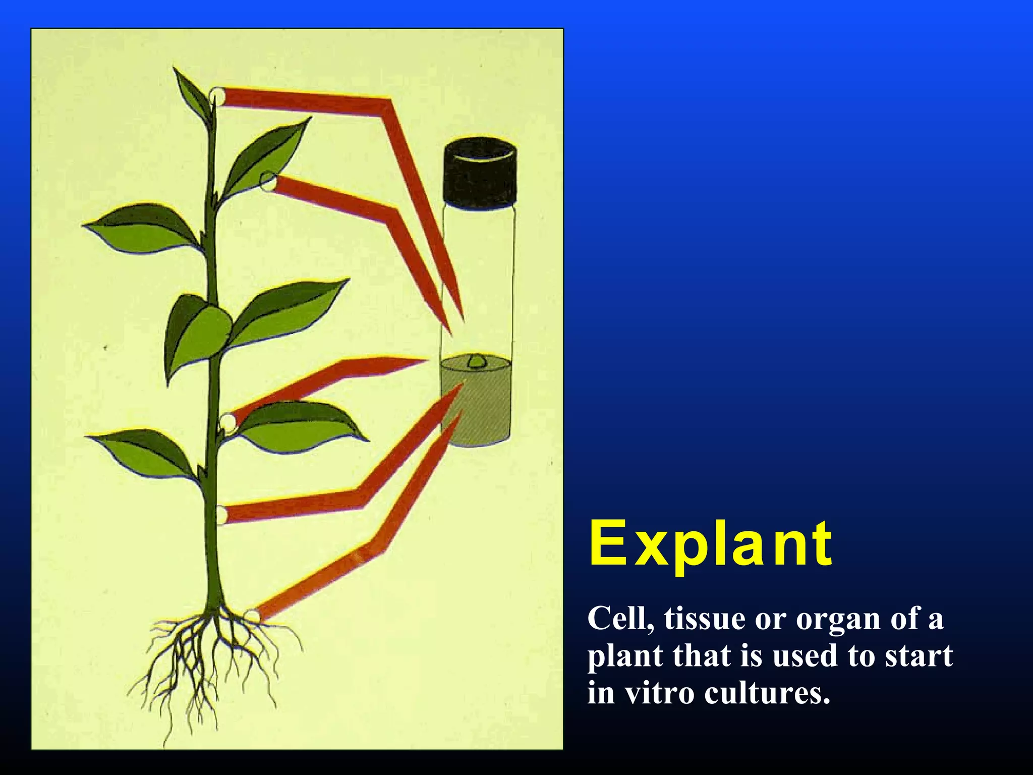Explant
Cell, tissue or organ of a
plant that is used to start
in vitro cultures.
 