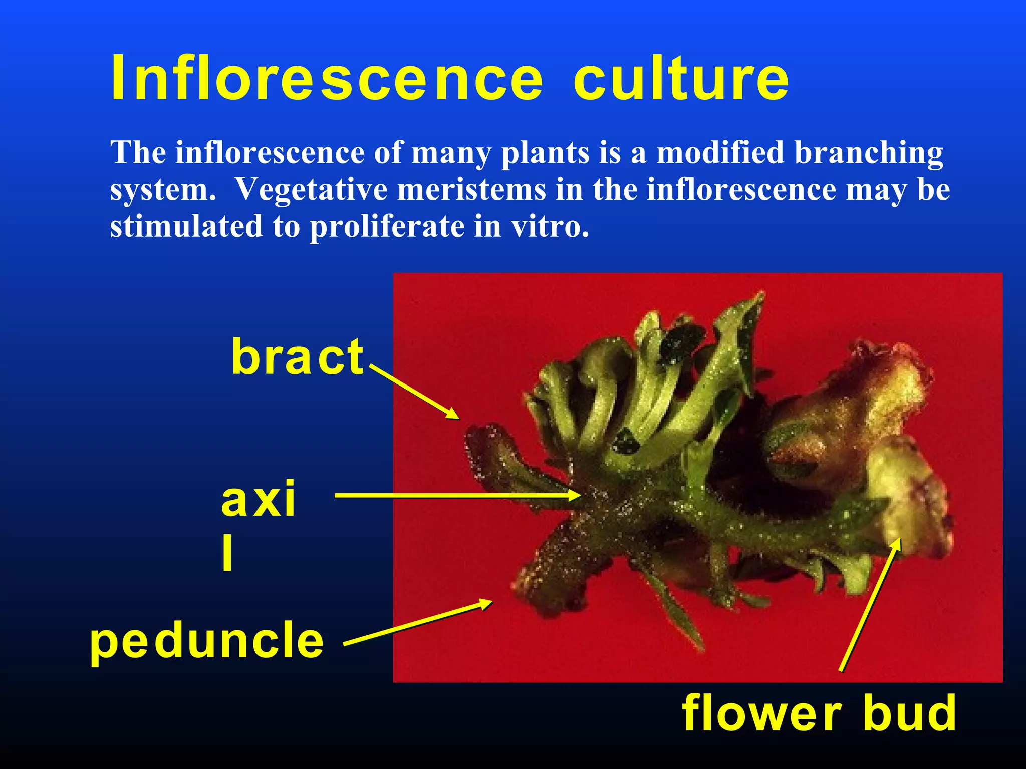 Inflorescence culture
The inflorescence of many plants is a modified branching
system. Vegetative meristems in the inflorescence may be
stimulated to proliferate in vitro.
bract
flower bud
peduncle
axi
l
 