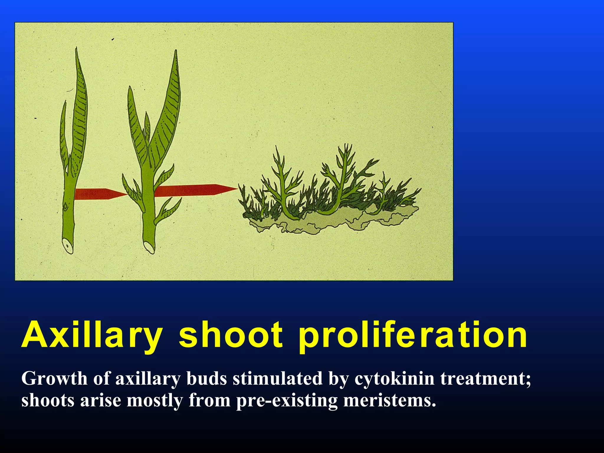 Axillary shoot proliferation
Growth of axillary buds stimulated by cytokinin treatment;
shoots arise mostly from pre-existing meristems.
 