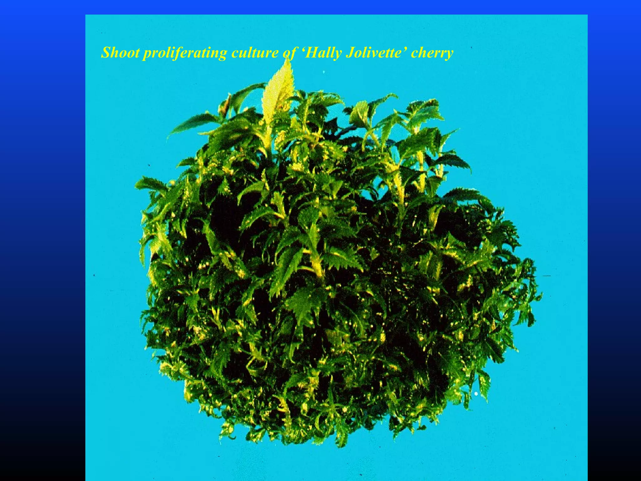 Shoot proliferating culture of ‘Hally Jolivette’ cherry
 