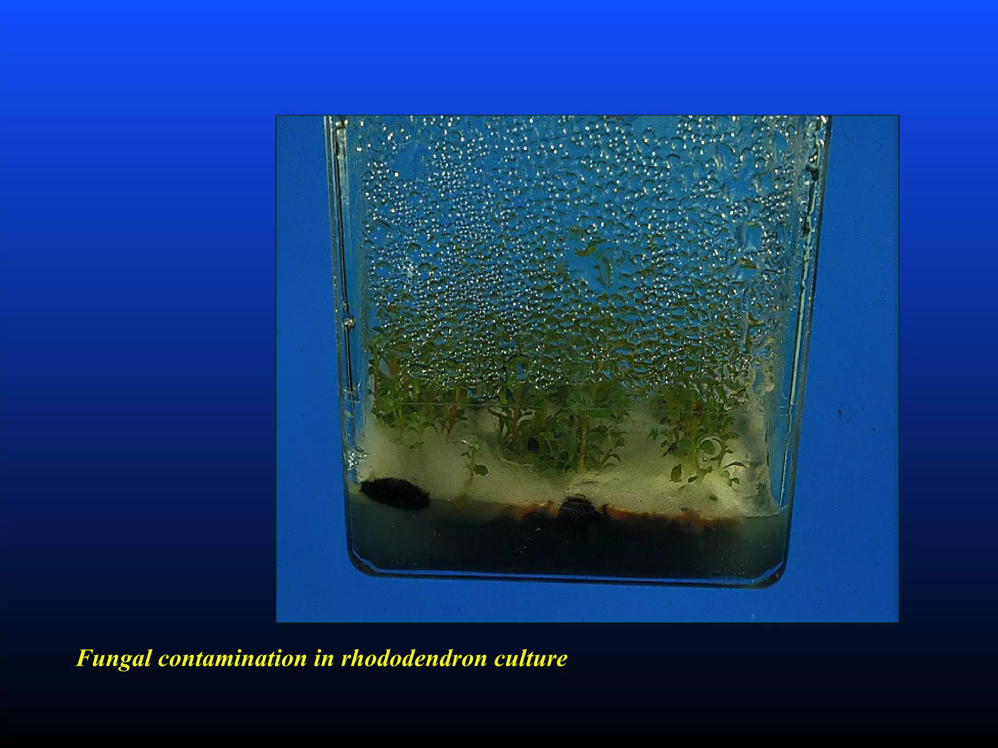 Fungal contamination in rhododendron culture
 