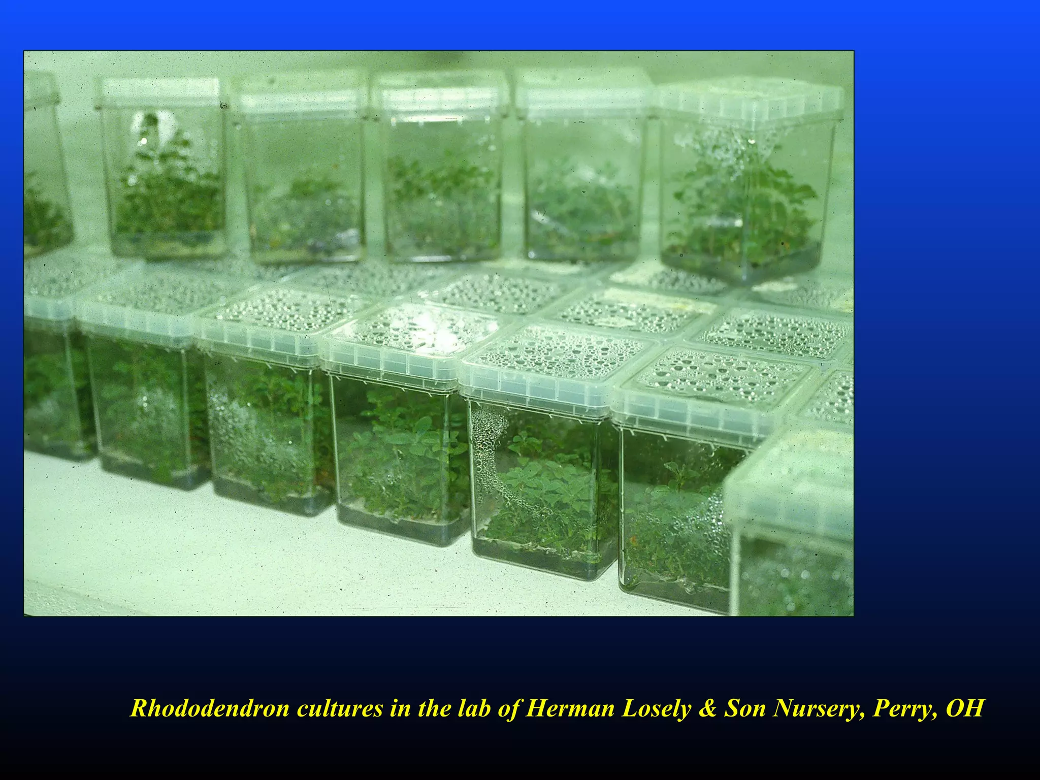 Rhododendron cultures in the lab of Herman Losely & Son Nursery, Perry, OH
 